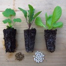Community Gardens Training: Seedlings for a community garden workshop.