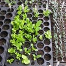 New seedlings in seed flat.