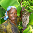 Woman with bannana crop in Kenya.